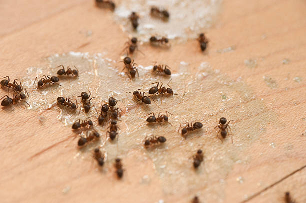 Best Affordable Pest Control Services  in Bogota, NJ