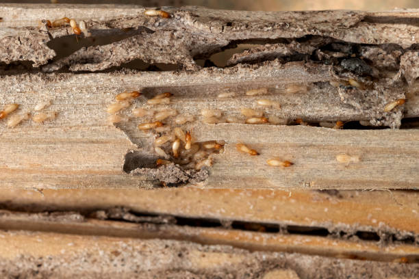 Best Bed Bug Extermination  in Bogota, NJ